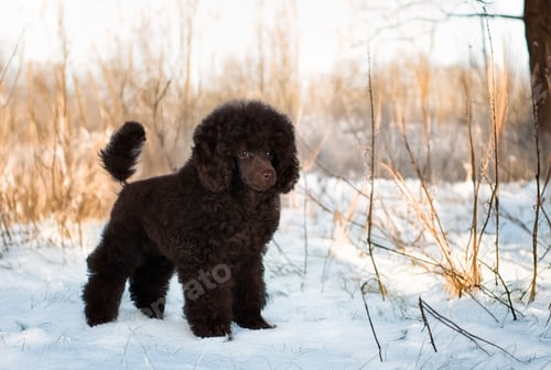 Preview: puppy poodle in nature