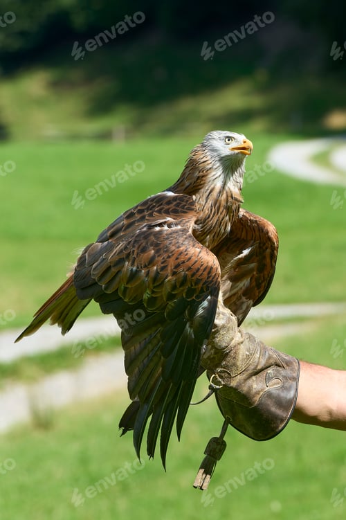 Preview: Person standing outdoors in a park, with one arm outstretched, cradling an eagle.