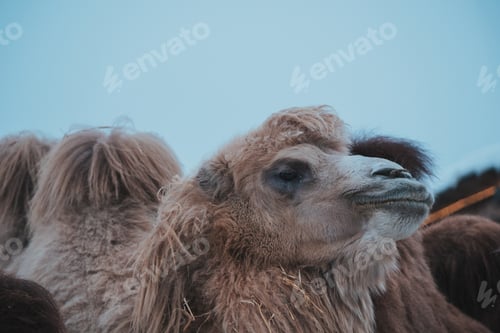Preview: group of camels eats against winter background