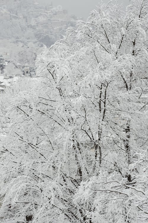 Vorschau: Weiß wie Schnee...