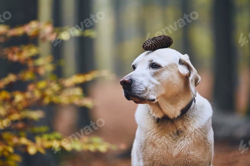 Preview: Dog in autumn forest. Funny portrait of labrador retriever with pine cone on head.
