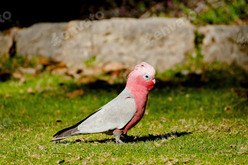 Preview: bird, cockatoo galah, parrot, pet
