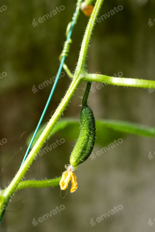 Preview: Cucumber ovary with a closed flower on a wire. Close-up