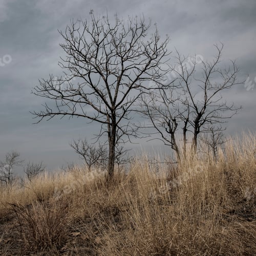Preview: Dry grass and trees at forest, Summer landscape.