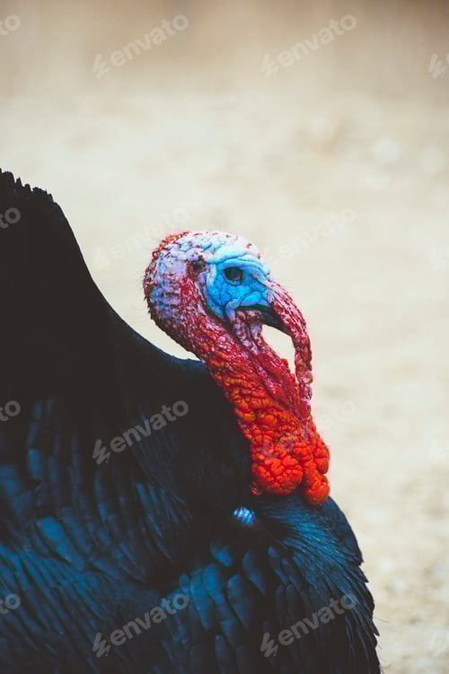 Preview: Turkey with colorful head