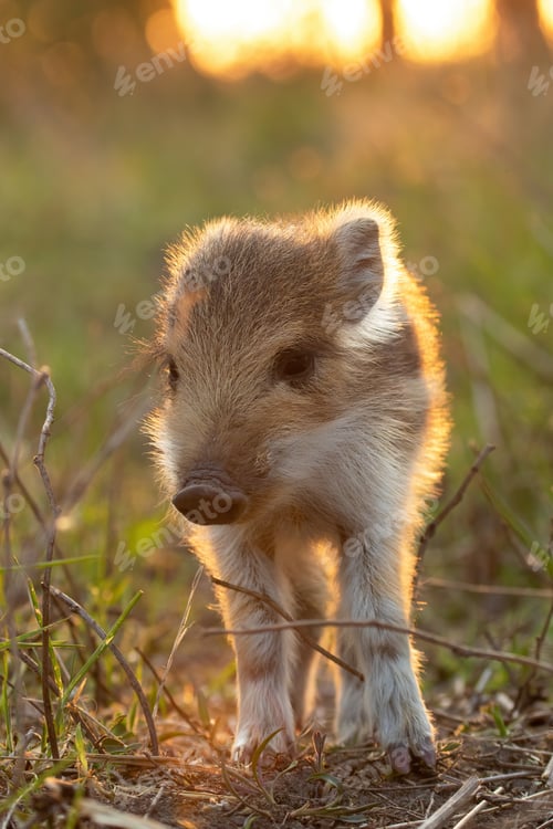 Preview: Lovely young wild boar piglet standing on field at sunset
