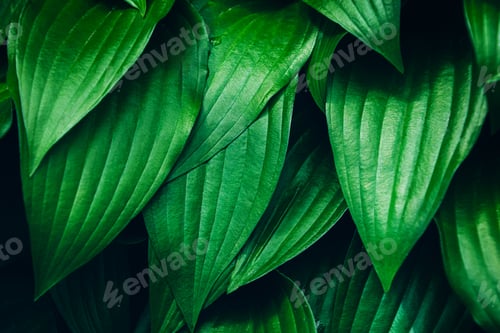 Preview: Top view of fresh green hosta leaves lush foliage natural background.