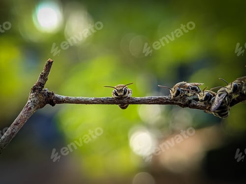 Preview: A group of Lipotriches (sweat bees) resting on a tree branch
