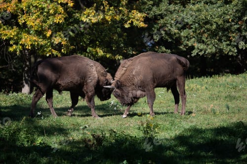 Preview: American bison engaged in a territorial battle, using their horns to assert dominance
