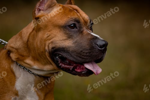 Preview: Autumn background with red Pit Bull Terrier