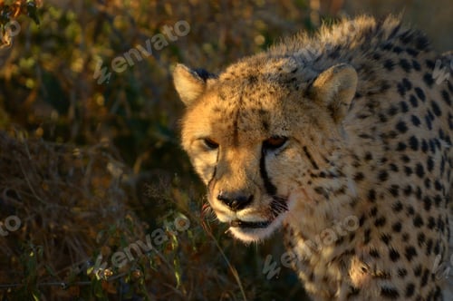 Preview: A Cheetah in the sunset