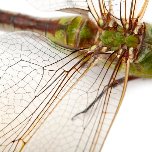 Preview: Close-up of old Emperor dragonfly, Anax imperator, in front of white background
