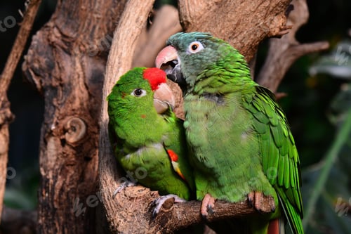 Preview: lovebirds, lover bird, lovely