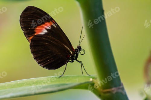 Preview: Beautiful black and red butterfly on a green leaf, nature zoomed, depth of field, beauty in nature