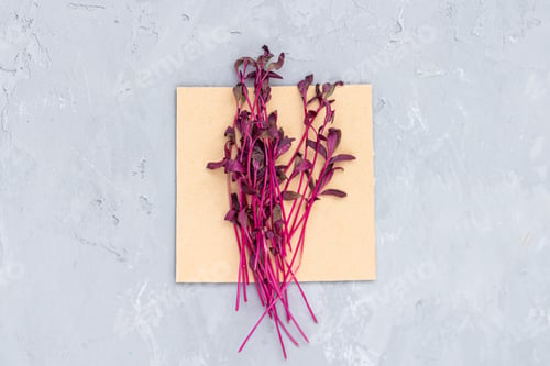 Preview: Flat lay top view of fresh amaranth microgreens on gray concrete background. Healthy lifestyle