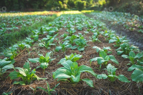 Preview: green nature vegetable farm, organic raw food agriculture concept for good health lifestyle