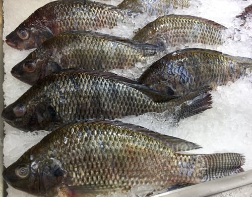 Preview: Frozen Nile Tilapia Fish in a Pile of Ice