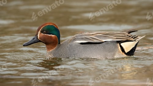 Preview: Eurasian teal swimming in river in springtime nature