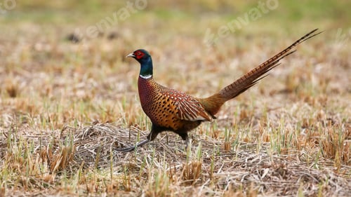 Preview: Common pheasant walking on field in agriculture land