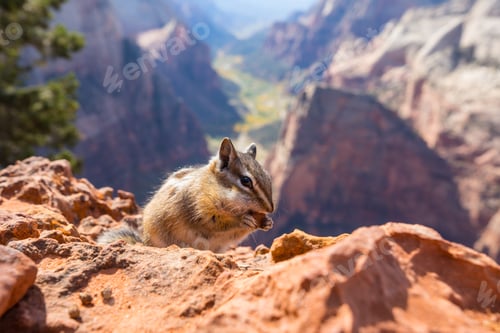 Preview: Chipmunk