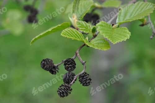 Preview: spring time, the time of leaf blooming, a branch of leaf tree on a green background