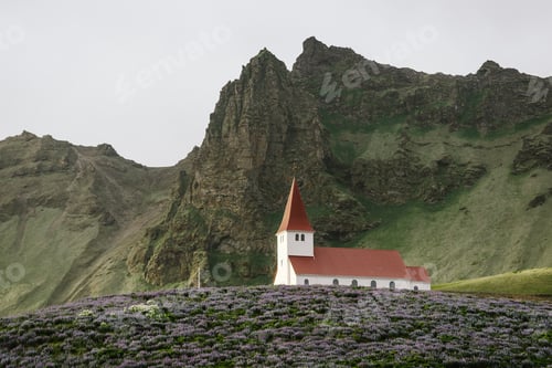 Preview: Church on a hill in the Vik town in lupine flowers, Iceland