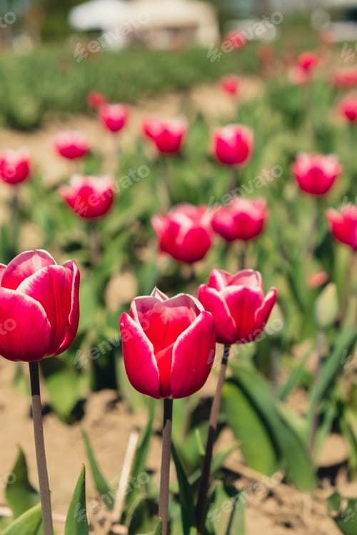 Preview: Pink Tulip flowers blooming in the garden field landscape. Beautiful spring garden with many red