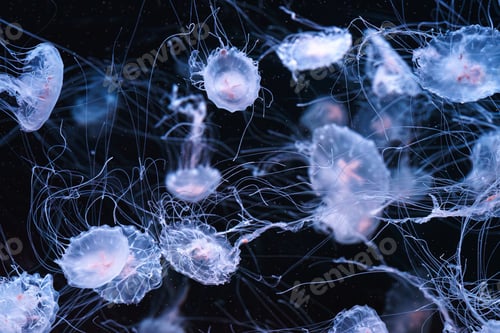 Preview: Chrysaora Quinquecirrha, Atlantic Or East Cost Sea Nettle Jellyfish Swim In Blue Water Of Aquarium