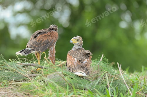 Preview: In the hawk's nest, Baby harris hawk is resting