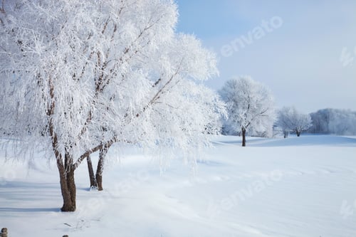 Preview: Trees in winter covered with hoar frost on a bright morning
