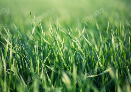 Preview: Natural composition as a background