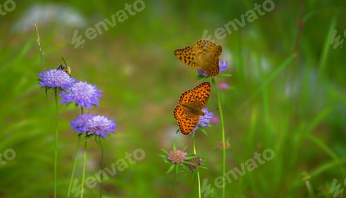 Preview: Butterfly on the flower in the meadow