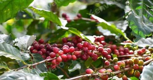 Preview: Coffee plant farm woman Hands harvest raw coffee beans