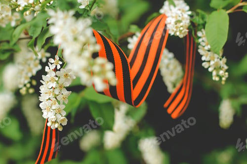 Preview: St. George’s ribbon on a spring blooming cherry tree on May 9 Victory Day. Patriotic war in Russia.