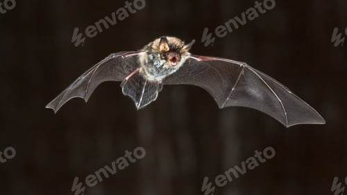 Preview: Flying Natterers bat at night