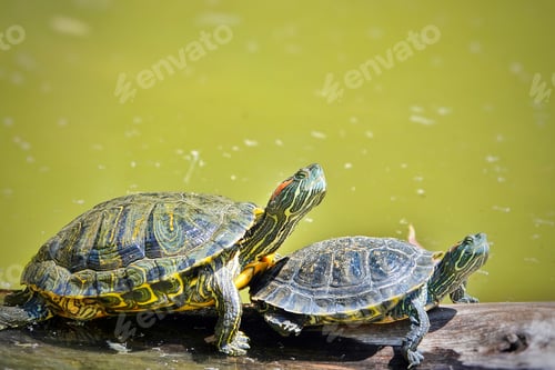 Preview: Turtle is on Green Lake Having Sunbath