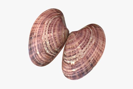 Preview: Detailed Sunray Venus Clam Shell