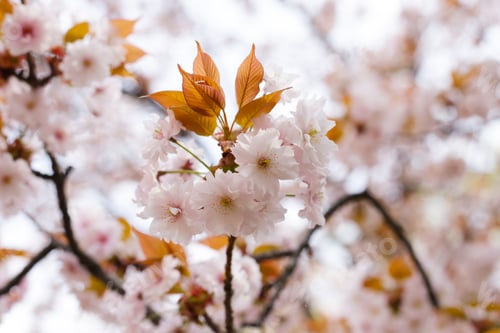 Preview: Branches of sakura flowers, cherry blossom