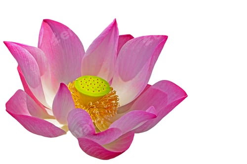 Preview: Pink Lotus Flower with Seeds on White Background