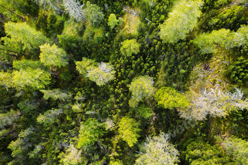 Preview: Evergreen fir trees with lush branches grow in forest