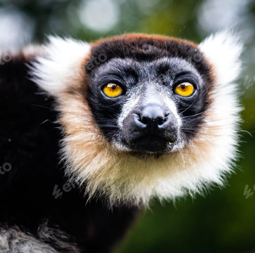 Preview: Closeup shot of an indri with black and white fur