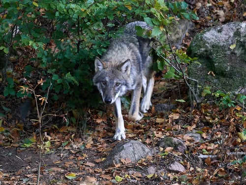 Preview: Grey wolf (Canis lupus)
