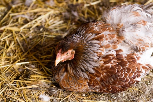 Preview: Free range chickens
