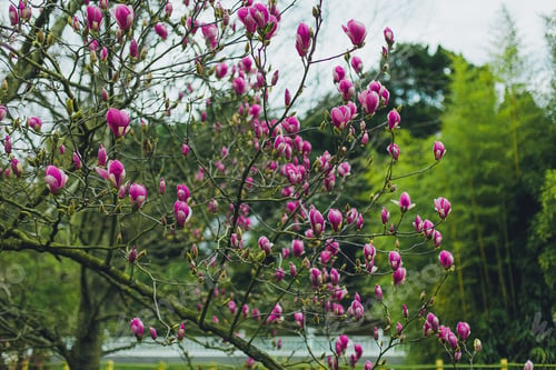 Preview: Magnolias in Bloom. Beautiful pink magnolia flowers against. in Sochi