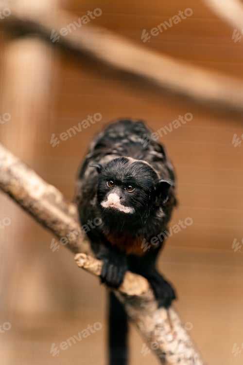 Preview: a small monkey sitting on top of a tree branch on a branch