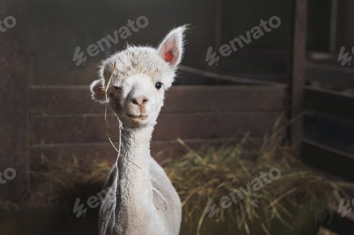 Preview: Alpaca on the farm
