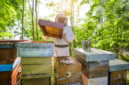 Preview: Beekeeping occupation
