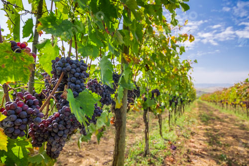 Preview: Vineyard full of ripe grapes in Tuscany