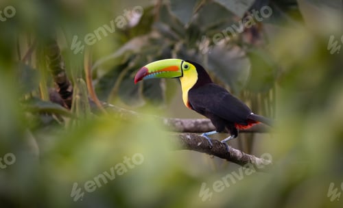 Preview: A Toucan in Costa Rica