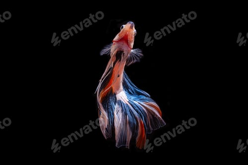 Preview: Orange Half-moon Betta Fish